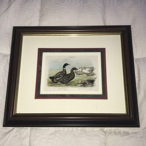 Domestic Poultry Illustration